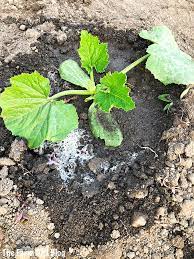 Maybe you would like to learn more about one of these? How To Fertilize Vegetables Using Alaska Fish Fertilizer Video The Farm Girl Blog