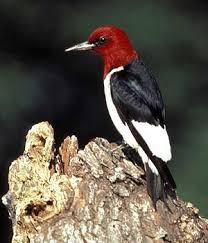 Birds Of Western New York State Wikibooks Field Guide To Birds For Western Us And Canada This Looks Like The Woodpecker That Comes To My Oak Tree Everyday Thi Woodpecker Birds Backyard Birds