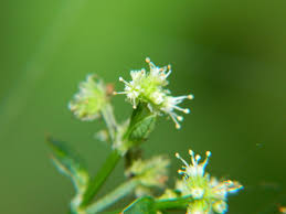 Image result for Sanicula elata