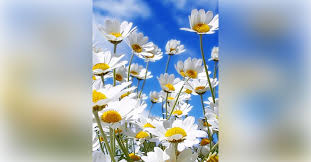 Obituary information for Sharon Steinbach