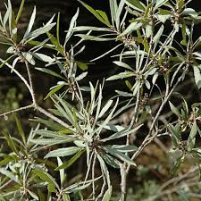 Image result for Myrica serrata
