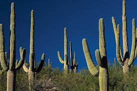 Throughout this article, we'll walk you but don't worry! Cactus Description Distribution Family Facts Britannica