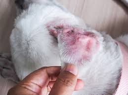 Image result for abscess dog's ear flap