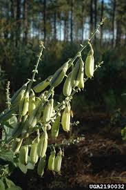 Image result for Crotalaria spectabilis