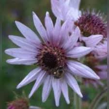 Image result for Berkheya speciosa