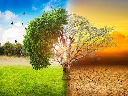 Dans le cadre du réchauffement mondial. Quelles Solutions Pour Lutter Contre Le Rechauffement Climatique Entreprise Environnement