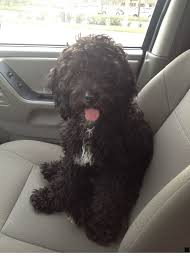 Cockapoo puppies for sale ready springtime 2021. Look At The Webpage To Read More On Dalmatian Puppies Please Click Here To Learn More Viewing The Website Is Worth Cockapoo Dog Black Labradoodle Dogs