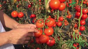 Culturile de legume in camp descoperit se organizeaza prin semanat direct, prin rasad (plante tinere) si prin parti ale plantei. Sfaturi Practice Pentru O Cultura Profitabila De Tomate In Camp Deschis Partea 1 Youtube