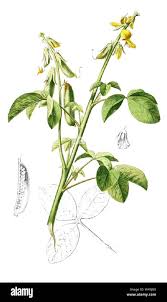 Image result for Rhynchosia kilimandscharica