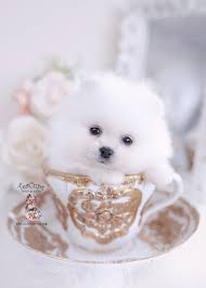 Black And White Pomeranian Puppy For Sale White Pomeranian Puppy For Sale Teacup Puppies 022 A In 2020 Teacup Puppies For Sale Teacup Puppies Pomeranian Puppy Teacup