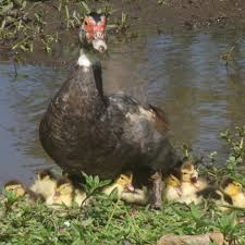 Now i have never incubated my own but will say since my ducks do, it's takes an average of 35 days for muscovy incubation vs mallard derived ducks. 10 Reasons Muscovy Ducks Make Great Pets Pethelpful