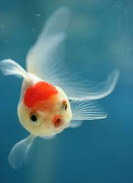 Vicces Fotok 20 Allat Aki Nagyon Meglepodott Http Www Nlcafe Hu Otthon 20150505 Allat Meglepodott Vicces Fotok Beautiful Fish Cute Fish Animals Beautiful