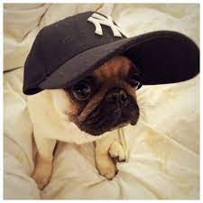 Leodapug Please Take This Yankees Hat Off My Head Im A Pugs Pugs Funny Baby Pugs