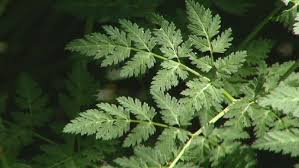 Pests, weeds and diseases (pests) pose serious risk for primary producers as they can impact on market access and agricultural production. Poison Hemlock How To Spot And Control The Potentially Deadly Plant Kboi