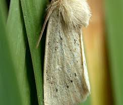 Image result for Photedes morrisii