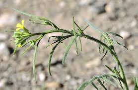 Image result for Sisymbrium orientale