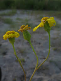 Image result for Senecio speciosus