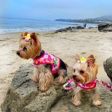 Are you looking for luxury dog items or luxury cat items? Shop Our Instagram Furbabeez Pet Boutique