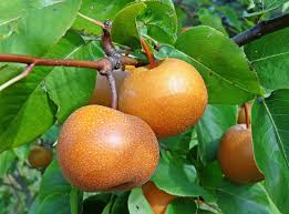 Metode & cara menanam tanaman buah dalam pot sebenarnya bukan hal baru, konon metode tabulampot sudah ada sejak tahun 1970 atau sekitar 45 tahun yang lalu. Cara Menanam Buah Pir Dalam Pot Kampustani Com