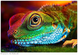 Rainbow Scales Colorful Lizards Animals Photography Animals