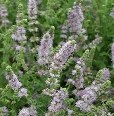 Mentha Species Erdbeere Erdbeer Minze Pflanzen Kinderfreundlicher Garten Ampelpflanzen