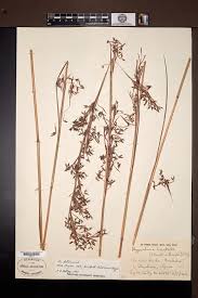 Image result for Hyparrhenia bracteata