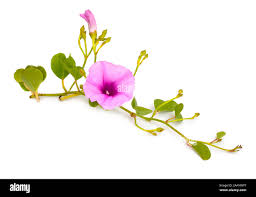 Image result for Ipomoea pes-caprae