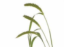 Image result for Setaria italica