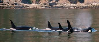 There are at least 10 different ecotypes of. Help Our Southern Residents The Orcas