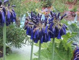 Image result for Agapanthus inapertus