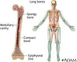 It is located between the elbow joint and the shoulder. Long Bones Medlineplus Medical Encyclopedia Image