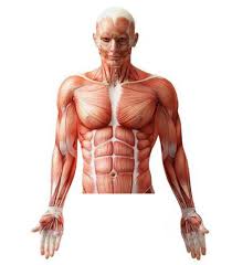 Just like on a map, a region refers to a certain area. Anatomy Of The Upper Body Anatomy Drawing Diagram