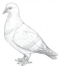 Black And White Pigeon Drawing How To Draw Pigeons Step 11 Bird Drawings Animal Drawings Pencil Drawings