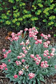 Image result for Helichrysum globosum