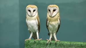 More images for tytonidae » Two Cute Barn Owls From Stock Footage Video 100 Royalty Free 1019473564 Shutterstock
