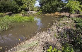 Luckily, there are several easy ways to get rid of. Work To Protect Sonoma Beaver Lodge Begins