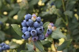 There's a subjective idea that northern highbush have a higher quality than southern highbush and rabbiteye, she said. How Far Apart To Plant Blueberries Plants Hgtv
