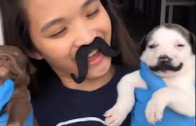Pug puppies with bubble mustaches! Mustache Dog From Texas Winning America S Heart