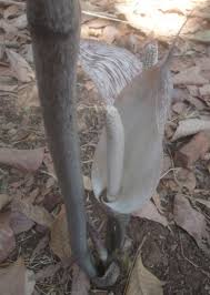 Image result for Gonatopus