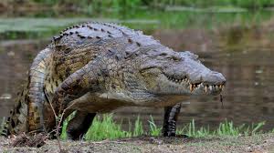 10 Most Dangerous Animals On The Planet | Times Of India