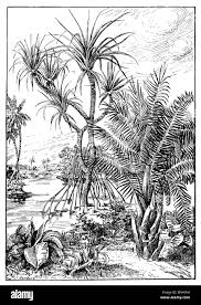 Image result for Pandanus candelabrum