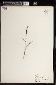 Image result for Craterosiphon quarrei