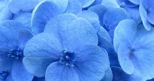 Non trovi il tuo fiore o la tua pianta tra queste e vuoi scoprire il suo nome? Fiori Azzurri Elenco E Foto Idee Green