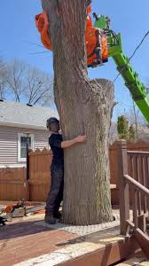 Would you hire us to cut your tree? #threemanband @spence.baldwin  @felipevera8183 @merlogroup @woodcracker_westtech @westcoastsaw  @avanttecnousa @kenworthtruckco @monkeybeaverdotcom @milwaukeetool ...