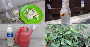 Fungsi baja roti sama seperti baja yakult iaitu untuk merancakkan pengeluaran bunga dan melebatkan buah selain menggemukkan daun. Rahsia Tanaman Subur