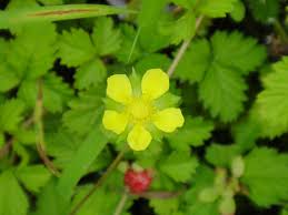 Image result for Duchesnea indica