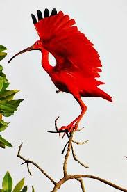 Black And White Coat Of Arms Trinidad And Tobago Pin On Birds And Feathers 2