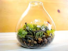 Kamu bisa segera menyiapkan wadah kaca dan meletakkan media tanam secara berurutan yaitu kerikil, sphagnum moss, arang, kompos, kemudian pasir/zeolit halus. Cara Membuat Terrarium Dengan Mudah Blog Qhomemart