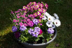Vegetables need an inch of water per week delivered by either rainfall or irrigation. How Often Should I Water My Potted Plants Garden Center Oregon