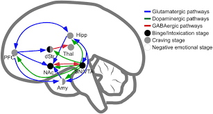 Image result for Adenosine